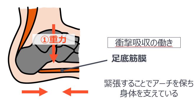 緊張することでアーチを保ち身体を支えている