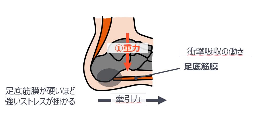 足底筋膜が硬いほど強いストレスがかかる