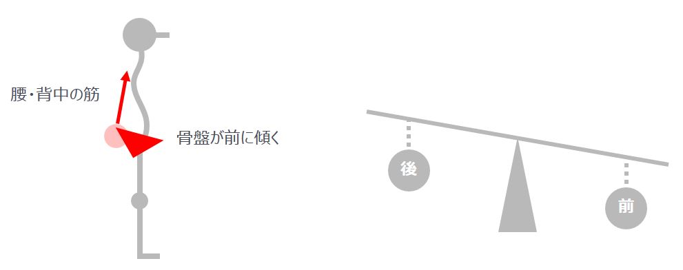 腰・背中の筋 骨盤が前に傾く