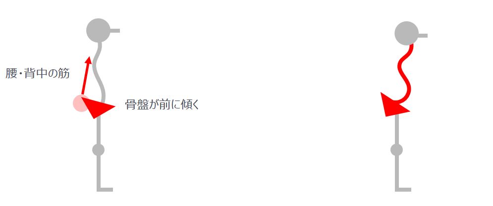 腰・背中の筋 骨盤が前に傾く